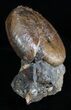 Beautiful Inch Hoploscaphites Ammonite #2060-1